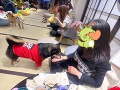 -逗柴咖啡屋·狗咖猫咖宠物桌游