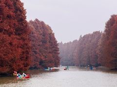 -上海海湾国家森林公园