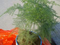 -三圣花乡旅游区