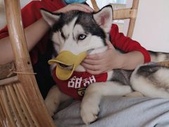 -Husky Go! 哈士奇体验馆·宠物咖啡厅狗咖