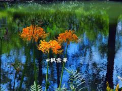 -杭州植物园