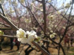 -无锡梅园公园