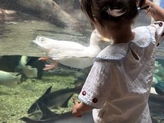 -合肥海洋世界