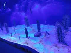 -芜湖新华联大白鲸海洋公园