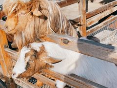 -北京鹿世界主题园