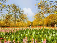 -天适樱花悠乐园