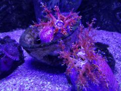 -芜湖新华联大白鲸海洋公园