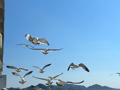 -海驴岛(荣成市)