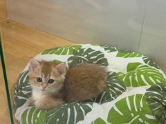 -青奢宠物·青奢猫舍