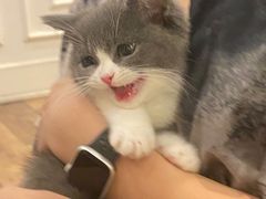 -袖虎·猫馆(体育西路店)