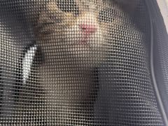 -瑞派福兴宠物医院犬猫全科·骨科·中西医结合(河东店)