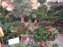 -秦美花卉(天朗·莱茵小城2期店)