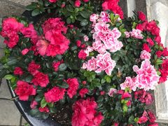 -老洋房花园饭店(绍兴路店)