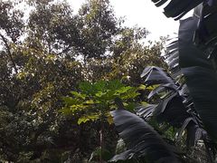 -金鸡岭桥头公园