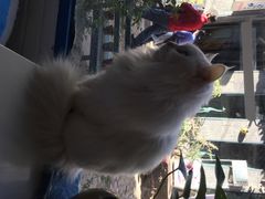 iphone_upload_pic-Anne猫窝咖啡屋