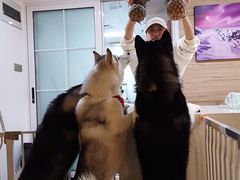 -Husky Go! 哈士奇体验馆·宠物咖啡厅狗咖