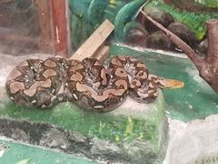 -上海大自然野生昆虫馆