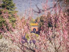 -梅花山(明孝陵内)