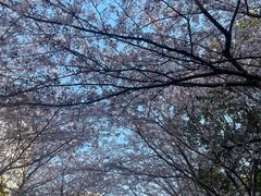-高东镇樱花园
