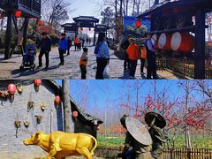 -合肥滨湖国家森林公园