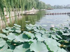 -济南大明湖景区