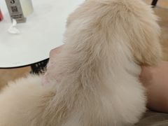 -Let's go狗咖·猫咖·奶狗·桌游(春熙路IFS店)