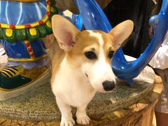 -more than meow吴止猫主题餐厅(承德 中船汇店)