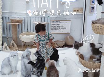 探店|全屋ins风的猫檐猫咖来啦～惬意下午茶必选
