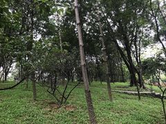 -玉树公园