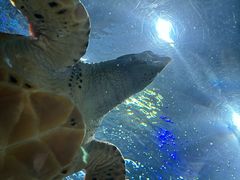 -上海海洋水族馆