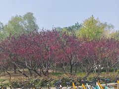 -中央广播电视塔