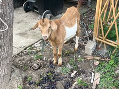 -马陆小张葡萄园农家乐