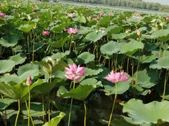 -大兴滨河森林公园