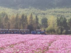 -径山花海