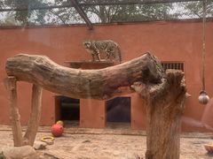 -青藏高原野生动物园