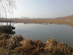 -池杉湖湿地公园