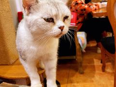 -more than meow吴止猫主题餐厅(承德 中船汇店)