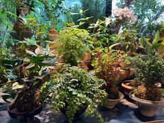 -自由生长植物工作室(深港花卉中心店)