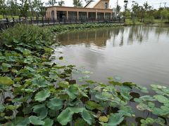 -上海长兴岛郊野公园