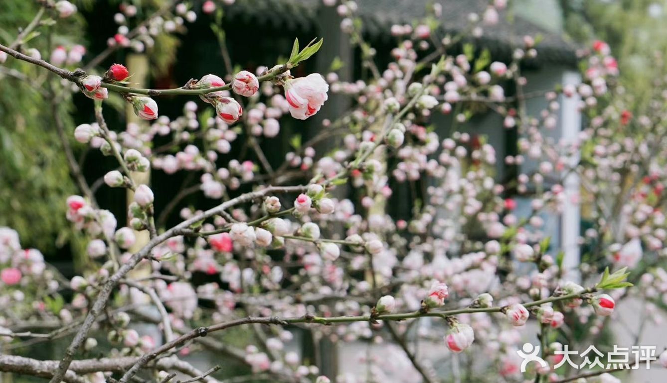 五丁包,肴肉,干丝,个顶个地巧夺天工,精心调味