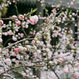 五丁包,肴肉,干丝,个顶个地巧夺天工,精心调味