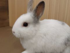 -猫猫幼稚园·撸猫·桌游·电玩