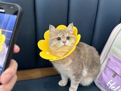 -伟伟宠物医院·瑞派猫友好医院·猫科(光谷店)