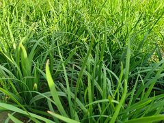 -茯茶镇