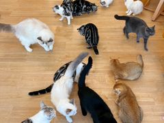 -有喵·猫咖·狗咖·30几只猫10只小狗(岗厦店)