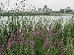 -莲花池公园