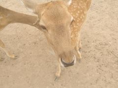 -北京麋鹿生态实验中心