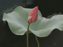 -黄兴公园
