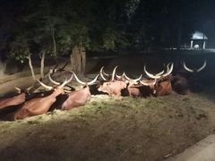 -清迈夜间动物园
