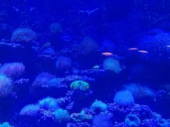 -太平洋海底世界